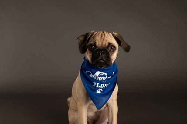 Meet the Players from Puppy Bowl XVII Puppy Bowl 2024 Discovery